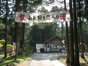 春は山菜狩り園になります