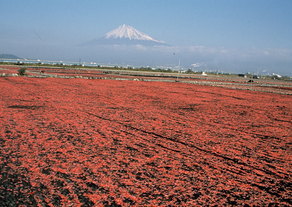 （由比で水揚げされた桜えびの天日干し）