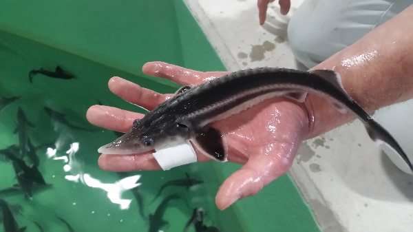 成魚は体長1～1.2ｍにまで成長する