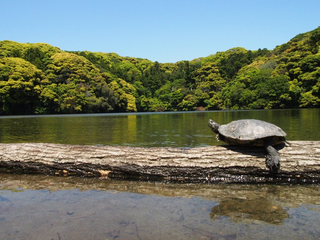 池ノ畔で亀が甲羅を乾かす。大きな鯉も泳いでいる。ゆったりとした時間がながれていた